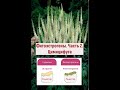 Фитоэстроген Цимицифуга: природное решение для менопаузы. #Менопауза #Гормоны #Климакс #Приливы