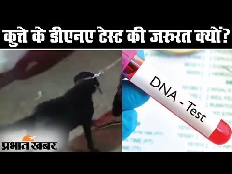 Madhya Pradesh के Hosangabad में Dog के DNA Test की जरुरत क्यों पड़ी? | Prabhat Khabar