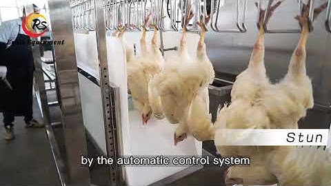 Most Affordable Automatic Compact Slaughter Line for Chicken Processing