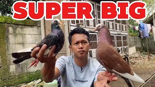 BELI MERPATI PLONTANG SUPER DI KANDANG MAS SUPIR CILONGOK