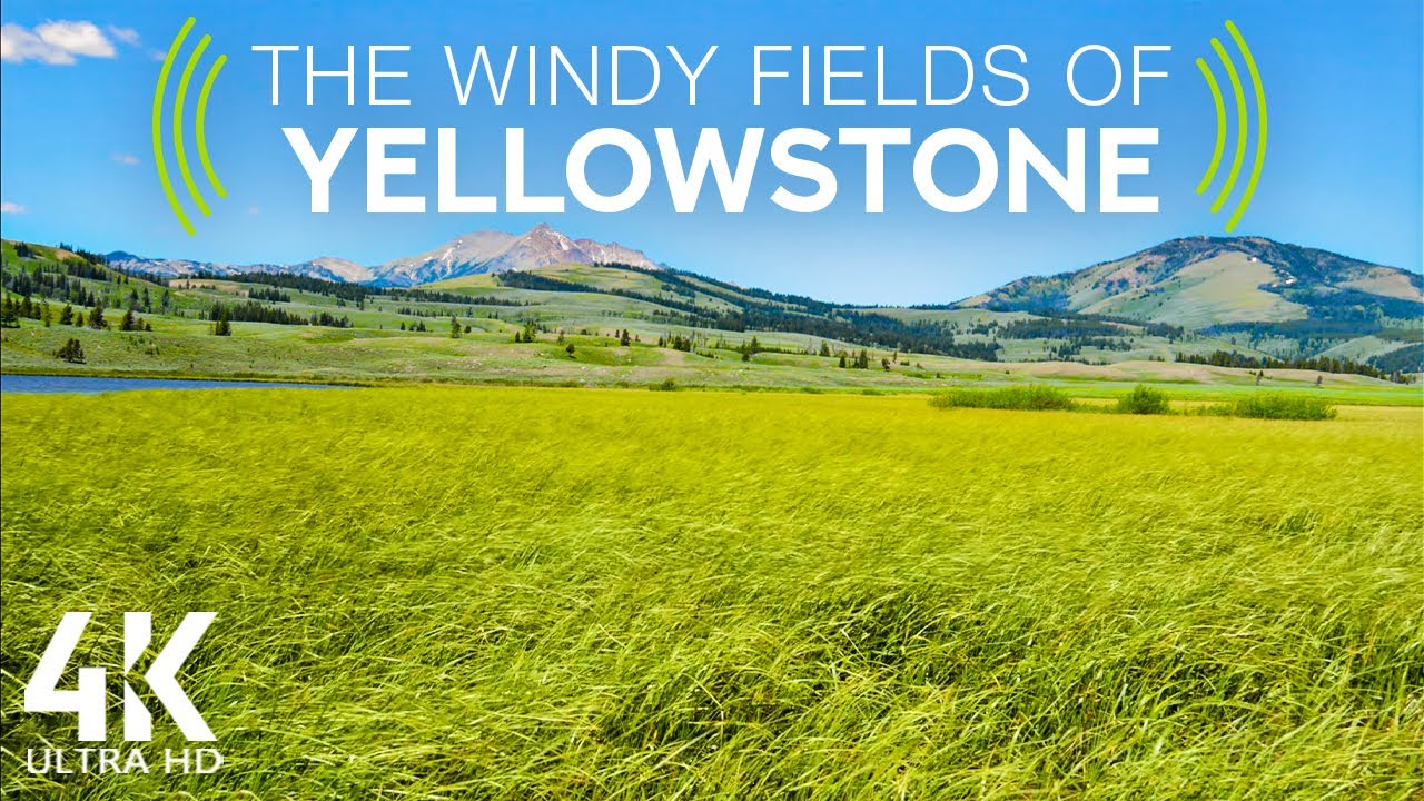 8 HRS Bird Songs  Wind Sounds and Crickets Sounds - 4K Windy Fields of Yellowstone
