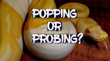 Popping hemipenes or probing, which is better?