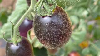 Tomate F1 Indigo Kumquat