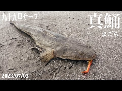 サブルHBシャッドで良型のマゴチが釣れた！【九十九里サーフ】 - YouTube
