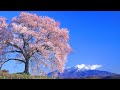 4K映像 桜の絶景「わに塚の桜」日本を代表する一本桜 満開直前 お花見 春の小川 自然音 癒し風景景色 / Japan Spring Cherry Blossoms Nature Relaxation