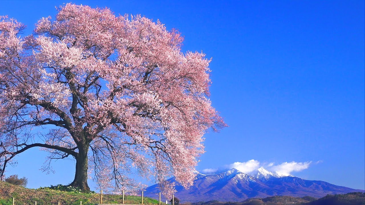 4k映像 桜の絶景 わに塚の桜 春 日本を代表する一本桜 満開直前 お花見 日本の美しい四季 山梨県韮崎市 4月上旬 自然風景 Youtube