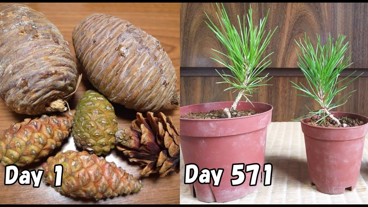 松ぼっくりの中から種を取って育てる How To Grow Pine Trees From Seeds Youtube