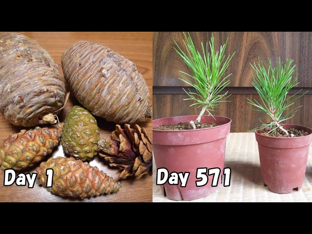 Growing Pine Trees From Seeds 17 3 12 19 4 1 Youtube