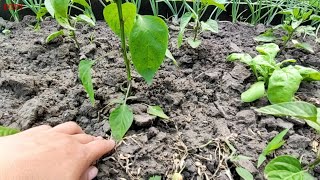 Prima defoliere la ardei