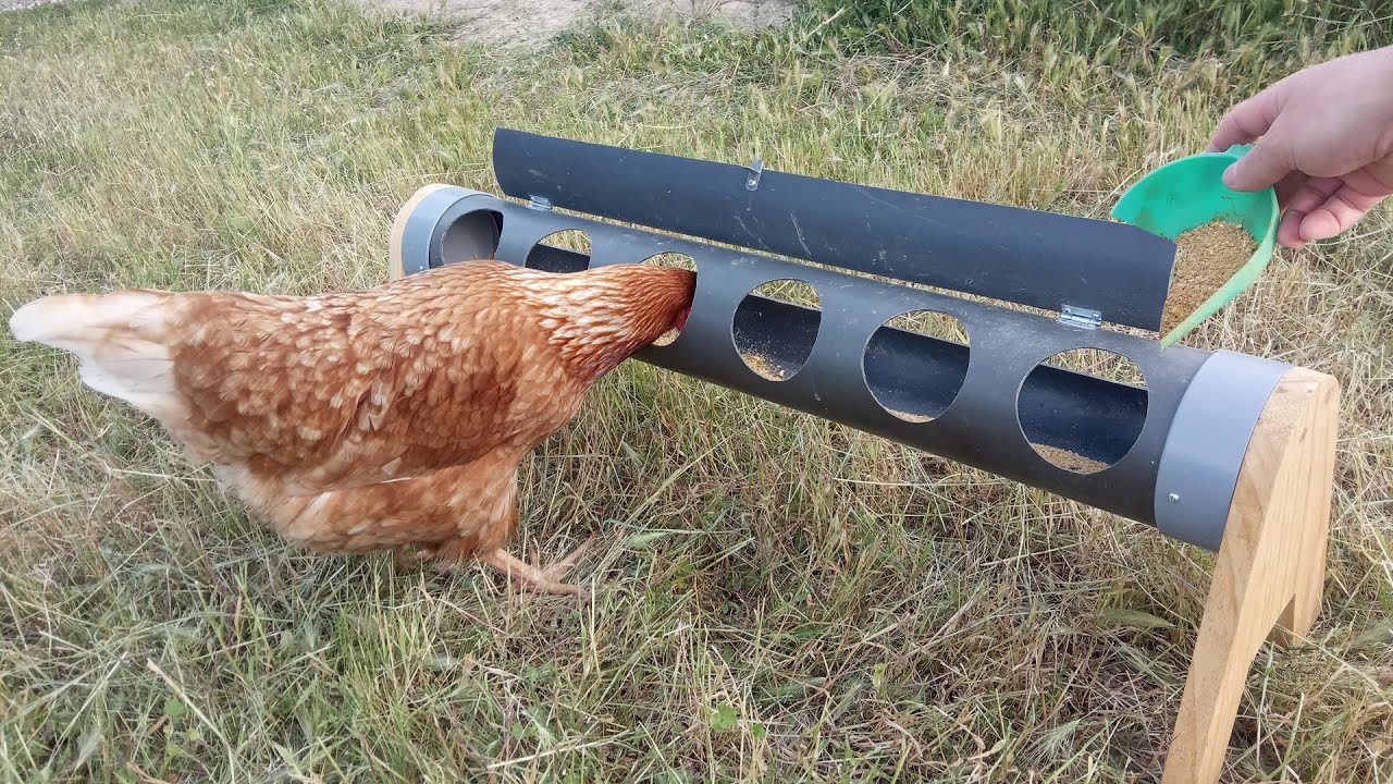 talento Araña de tela en embudo Desprecio Como Hacer un comedero para nuestras Gallinas / Comedero Casero con tubo de  PVC - YouTube