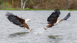 Grossartige Vogelbeobachtung Auf Dem Naivasha See Und Dem Hells Gate Nationalpark Kenia 2021 4K