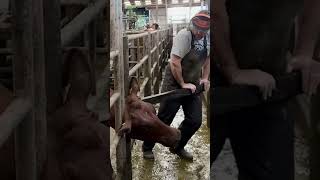 this was DANGEROUS situation.  cow rescue emergency 911 headstuck wow omg cantlookaway