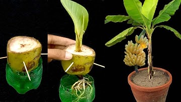 The World should know this technique How to propagate Banana Tree from raw Banana