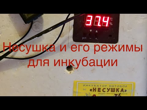 Инкубация в Несушке БИ-2 с отличным выводом/ режимы в автоматическом инкубаторе