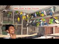 Love birds colony setup  abnormal beak growth in birds  how to care your birds in winter