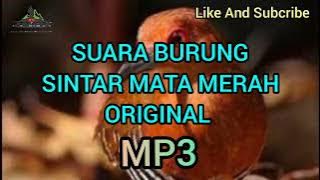 Suara Burung Sintar Mata Merah