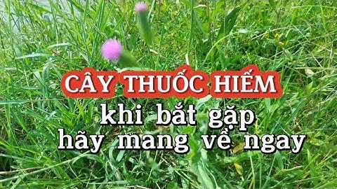 Cây thuốc quý hiếm cho bất kỳ ai,hãy lấy mang về ngay khi bạn bắt gặp nó