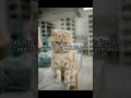 Why do cats suddenly bite you after asking for pets?