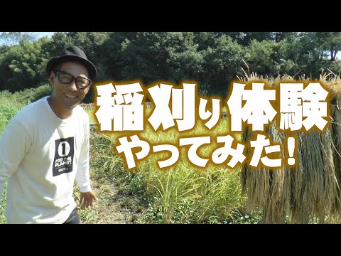 【稲刈り体験】埼玉県小川町でお客さまと稲刈り体験やってみました！稲刈り2022