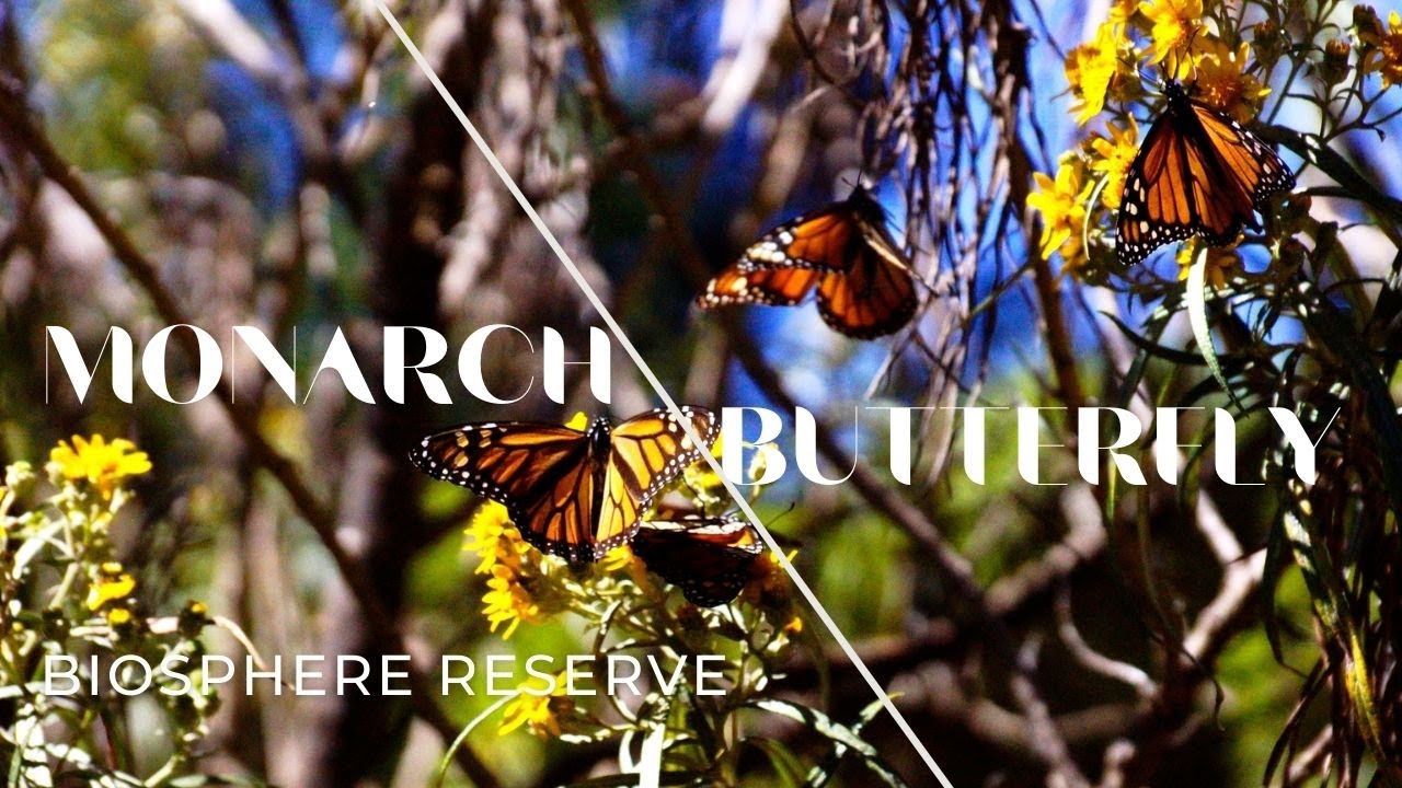 MONARCH BUTTERFLY · BIOSPHERE RESERVE