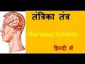 Human Nervous system in Hindi ,Urdu हिंदी for  children