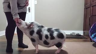 Mini pig doing 24 tricks in a row!