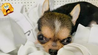 Funniest Chihuahua Dogs by Animals Fun Time 729 views 3 months ago 11 minutes, 4 seconds