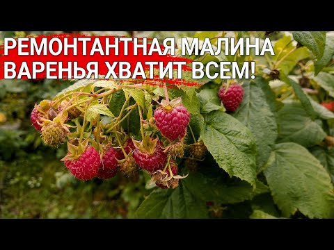Ремонтантная малина - варенья хватит всем!