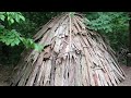 Building a long term primitive wigwam survival shelter