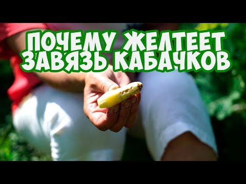 Почему Желтеют Кабачки🍆Полезные советы от Хитсад 🍆