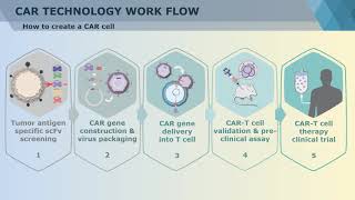 Chimeric antigen receptor CAR Technique - Creative Biolabs (Updated Version)