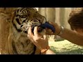 Spot and Stripe get big teeth - Tigers about the House: What Happened Next: Episode 1 - BBC Two