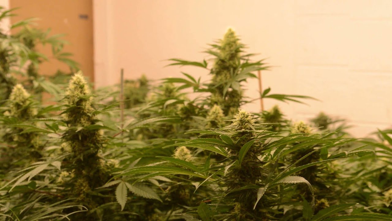 Kendo Grows. Day 32 12 Endomaxx 315w CMH, Nectar for the Gods, Supreme Growers