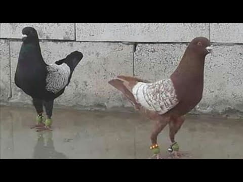 حمام صبابة سوريا محروس الشغري لاتنسو الإشتراك وتفعيل الجرس