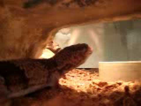 619 cpp My Gecko Frank