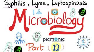 Microbiology - Spirochetes, Syphilis, TORCH, Leptospira, Borrelia, Lyme disease - Picmonic - Part 12