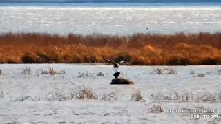 Mississippi River Flyway Cam. Mating on a windy day is not easy - explore.org 11-21-2021