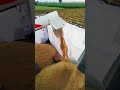 Rice ki fasal ko machine say unloaded kia ja Raha h