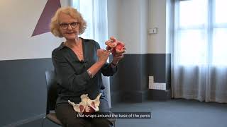 Pelvic Health 101: Anatomy of the pelvic floor muscles (penis model)