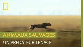 Le chien sauvage : un corps fait pour courir