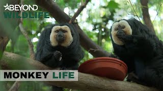 S11E20 | More Rescued Primates Settle Into Their New Home | Monkey Life | Beyond Wildlife