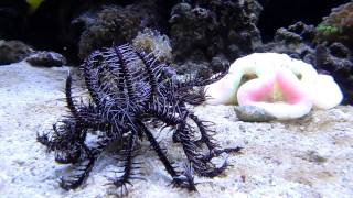 Download Crinoid Feather Star Video MP3 Crinoid Feather Star