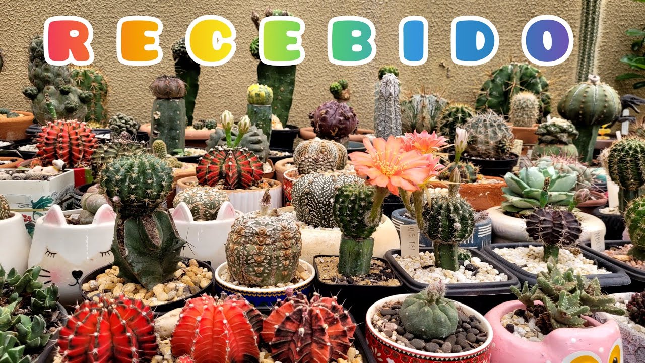 Mais um RECEBIDO MARAVILHOSO loja @FdjCactus ... 