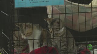Clear the Shelters: Amarillo SPCA encourages pet adoption as shelter nears capacity
The Amarillo SPCA is encouraging the community to consider adopting a shelter pet as the nonprofit continues caring for dozens of dogs and cats while operating at or near capacity. Clear the Shelters: Amarillo SPCA encourages pet adoption as shelter nears capacity