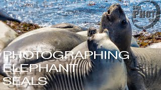 Photographing Elephant Seals