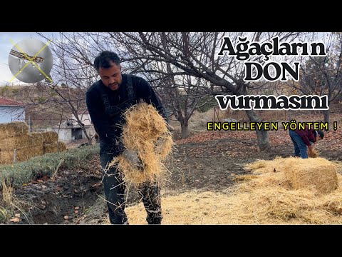 Ağaçlarınızın Erken Uyanmasına İZİN VERMEYİN! 🤫 Bahçenizi Dondan Korumanın En Kolay Yolu