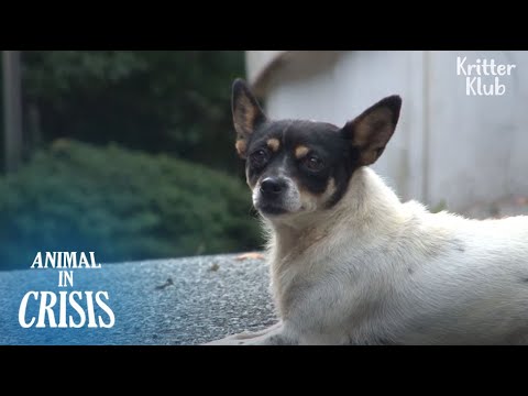 Video: Šuo pasisakė už dienas automobilių stovėjimo aikštelėje, kur jos savininkas atsisakė