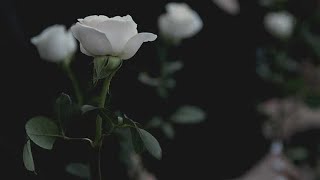 Conscientious Objector Poem