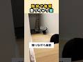 歌いながら降りる猫