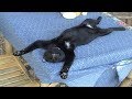 Sleeping Cats And Dogs Compilation - Funny Cats And Dogs Sleeping
